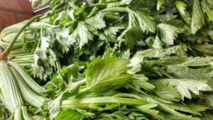 Are Celery Leaves Low FODMAP