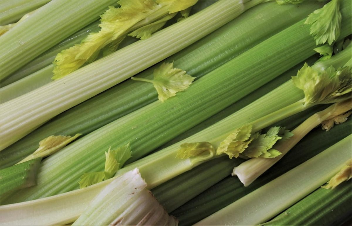 Is Celery Low FODMAP